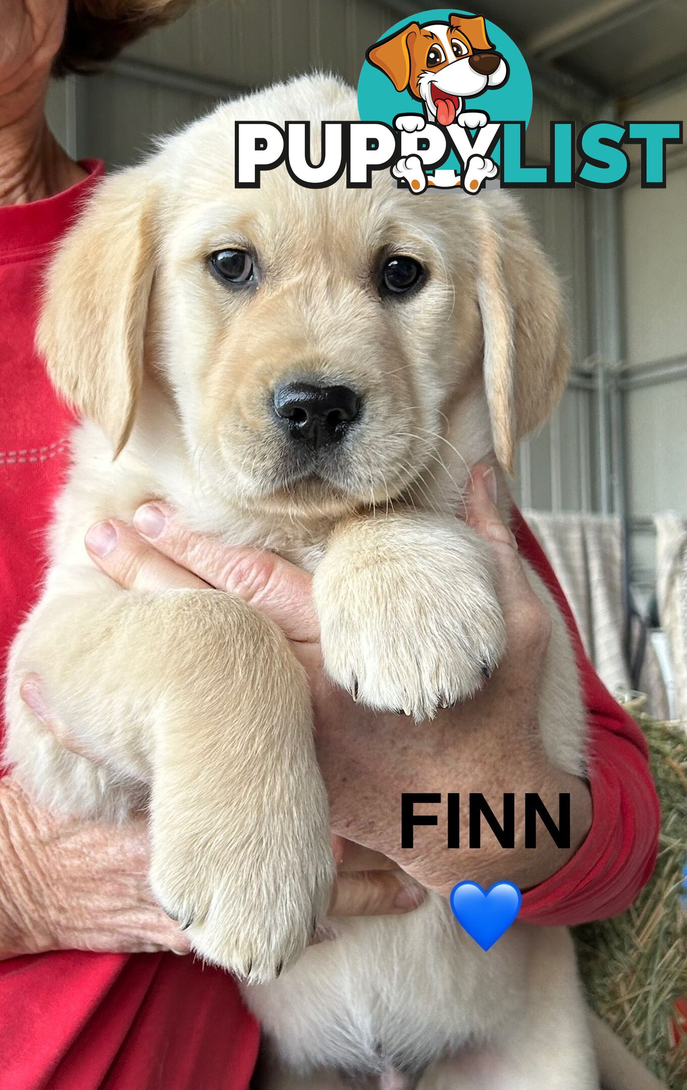 Golden Retriever x Labrador Puppies