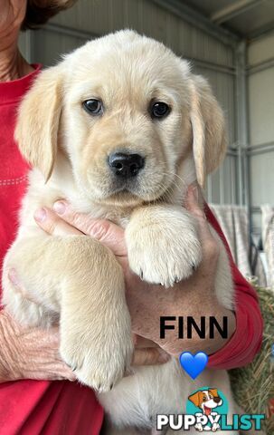 Golden Retriever x Labrador Puppies