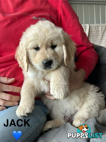 Golden Retriever x Labrador Puppies