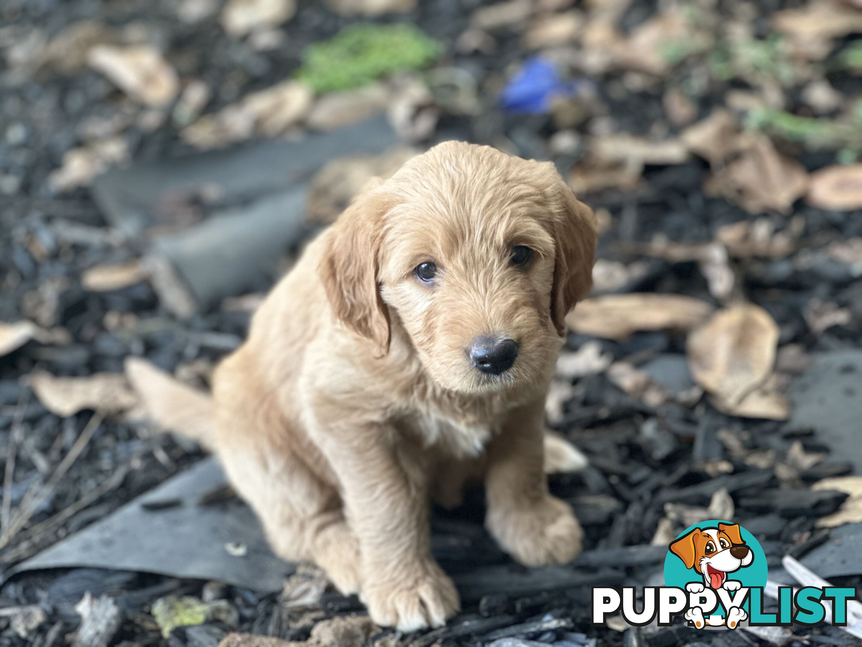 Beautiful Groodle Pups for sale. 4XBoys. 2XGirls