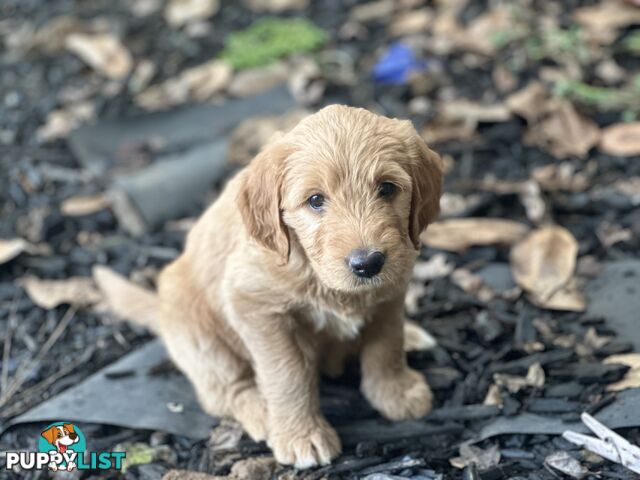 Beautiful Groodle Pups for sale. 4XBoys. 2XGirls