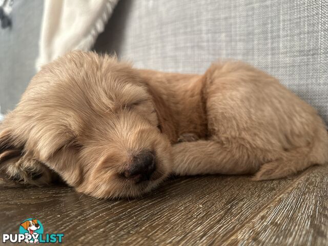 Beautiful Groodle Pups for sale. 4XBoys. 2XGirls
