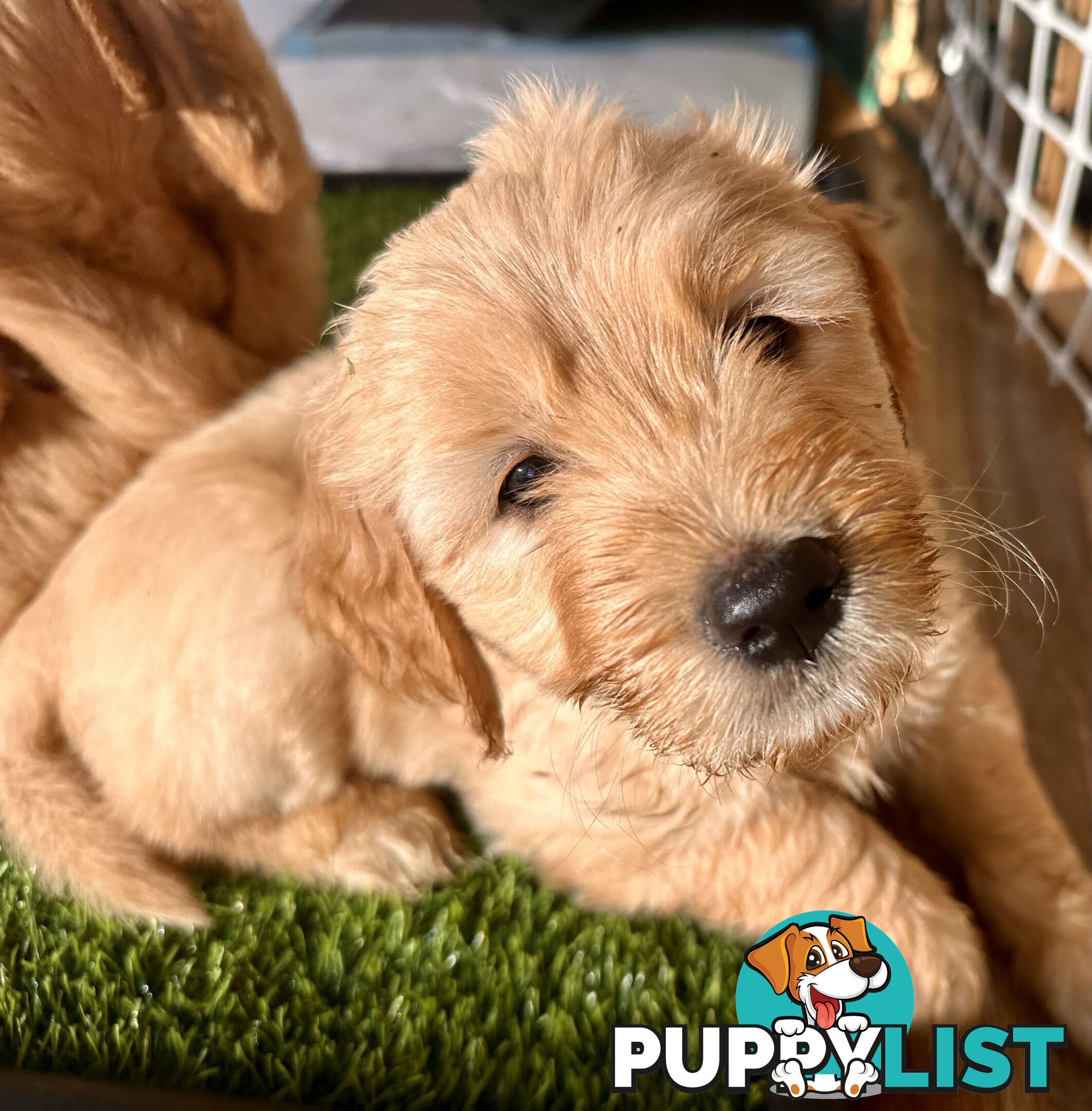 Beautiful Groodle Pups for sale. 4XBoys. 2XGirls