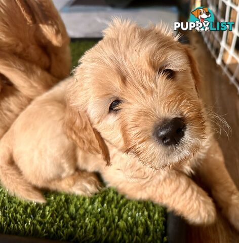 Beautiful Groodle Pups for sale. 4XBoys. 2XGirls