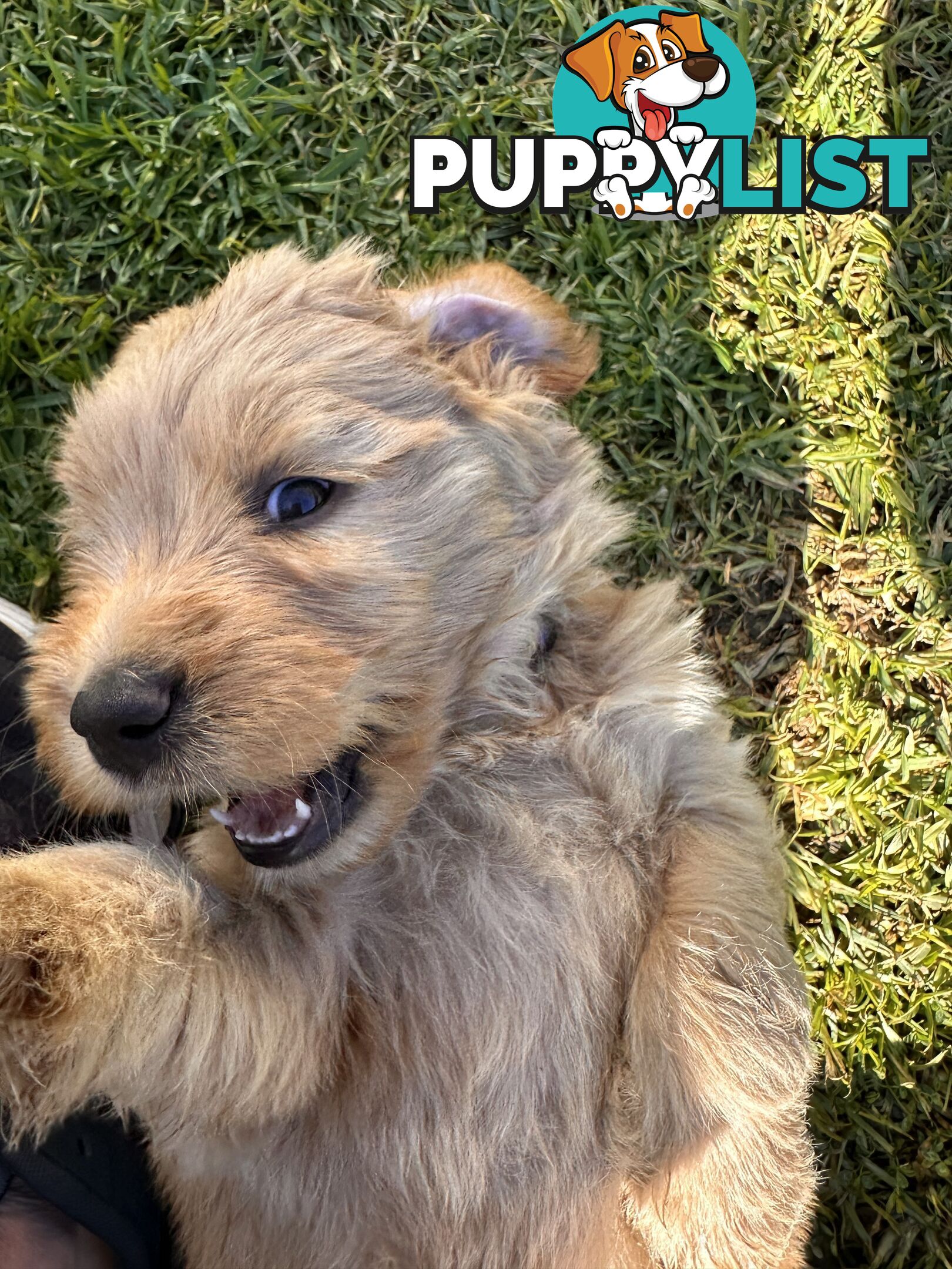 Beautiful Groodle Pups for sale. 4XBoys. 2XGirls