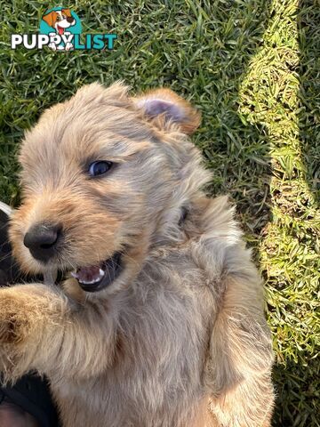 Beautiful Groodle Pups for sale. 4XBoys. 2XGirls