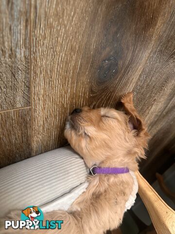 Beautiful Groodle Pups for sale. 4XBoys. 2XGirls