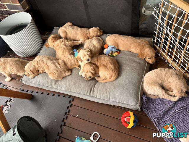 Beautiful Groodle Pups for sale. 4XBoys. 2XGirls