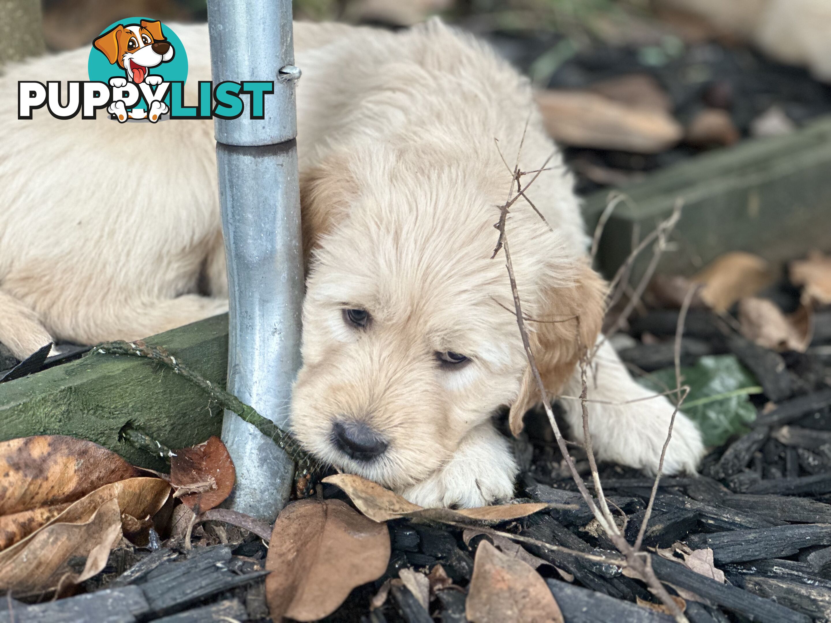 Beautiful Groodle Pups for sale. 4XBoys. 2XGirls