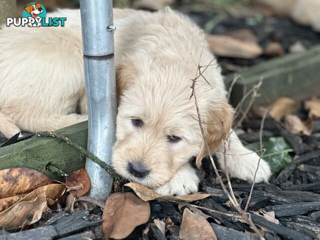 Beautiful Groodle Pups for sale. 4XBoys. 2XGirls