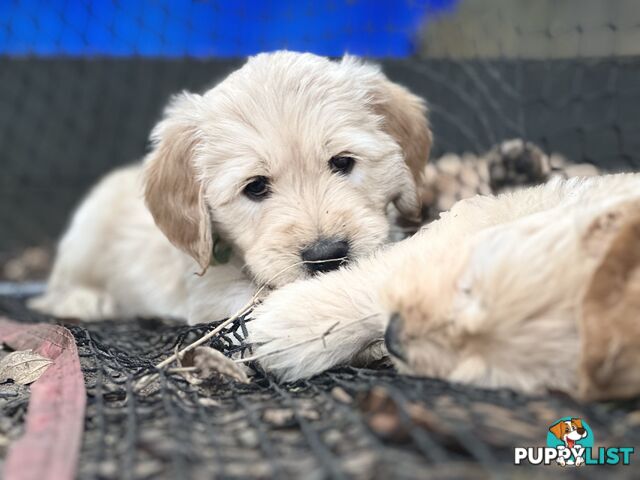 Beautiful Groodle Pups for sale. 4XBoys. 2XGirls