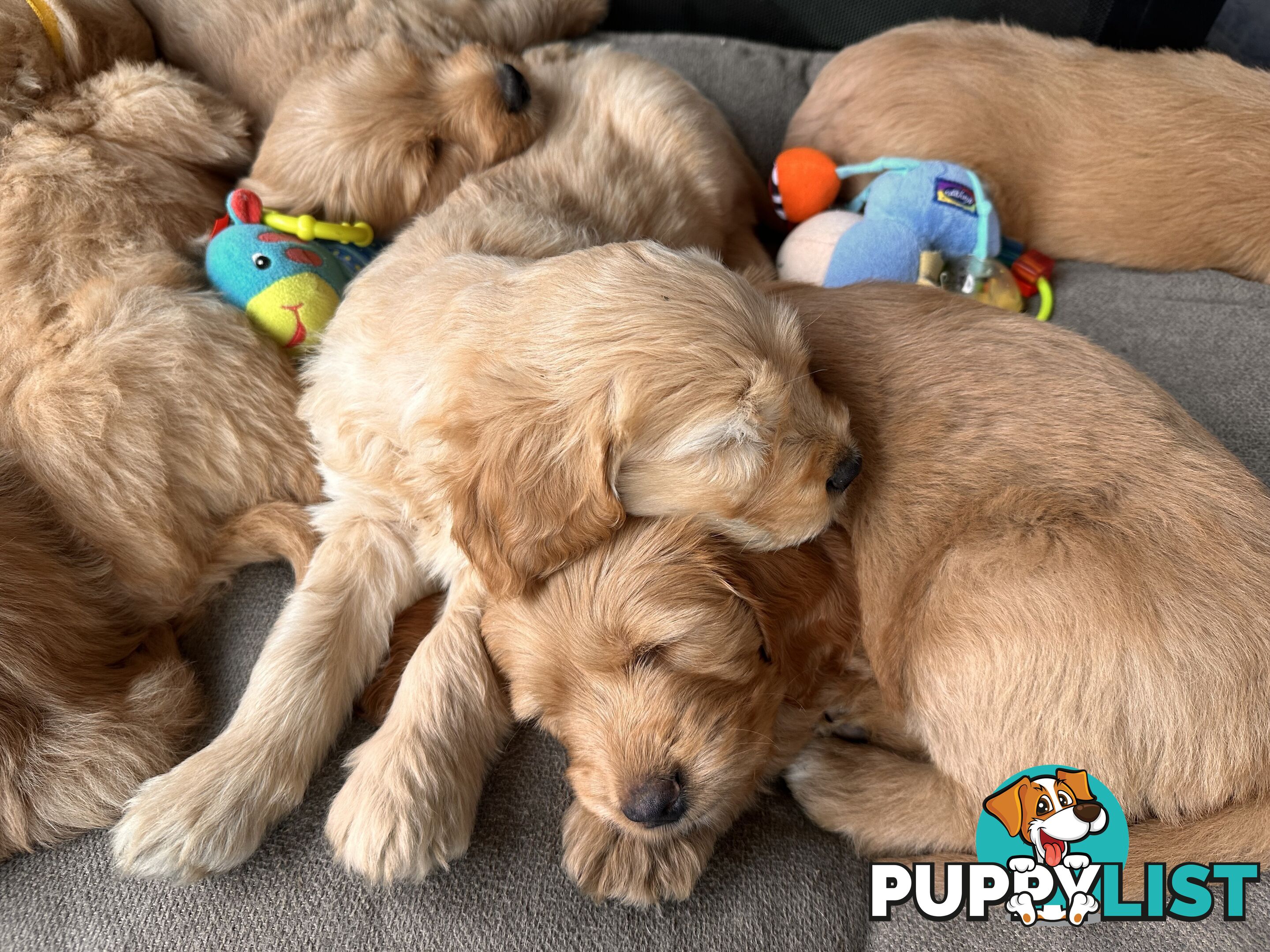 Beautiful Groodle Pups for sale. 4XBoys. 2XGirls