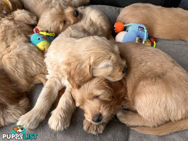 Beautiful Groodle Pups for sale. 4XBoys. 2XGirls
