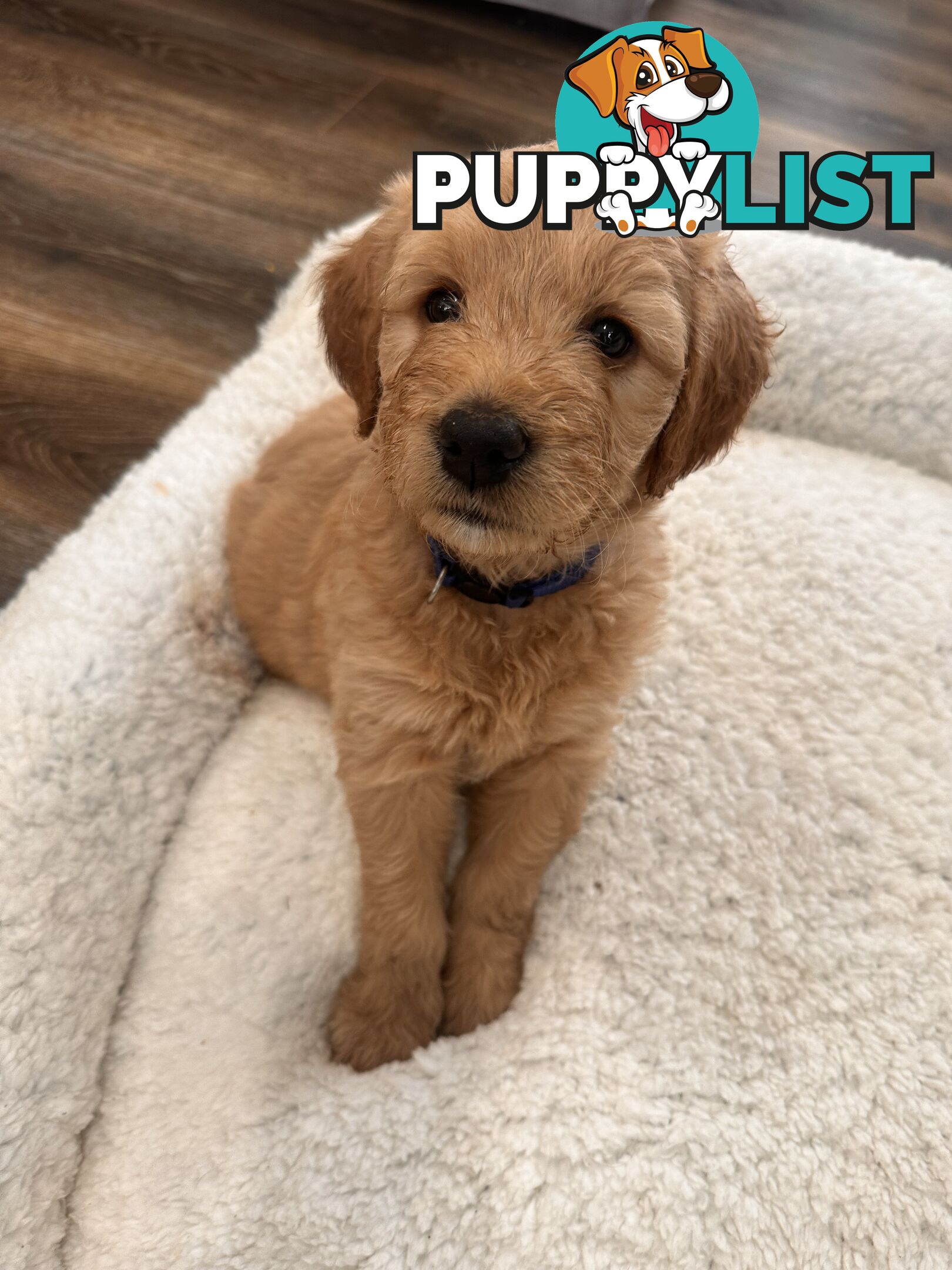 Beautiful Groodle Pups for sale. 4XBoys. 2XGirls