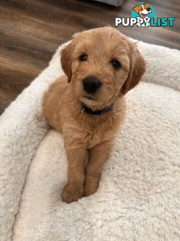 Beautiful Groodle Pups for sale. 4XBoys. 2XGirls