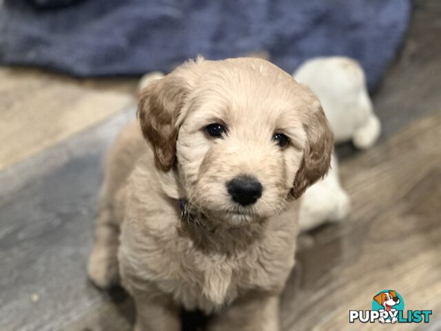 Beautiful Groodle Pups for sale. 4XBoys. 2XGirls