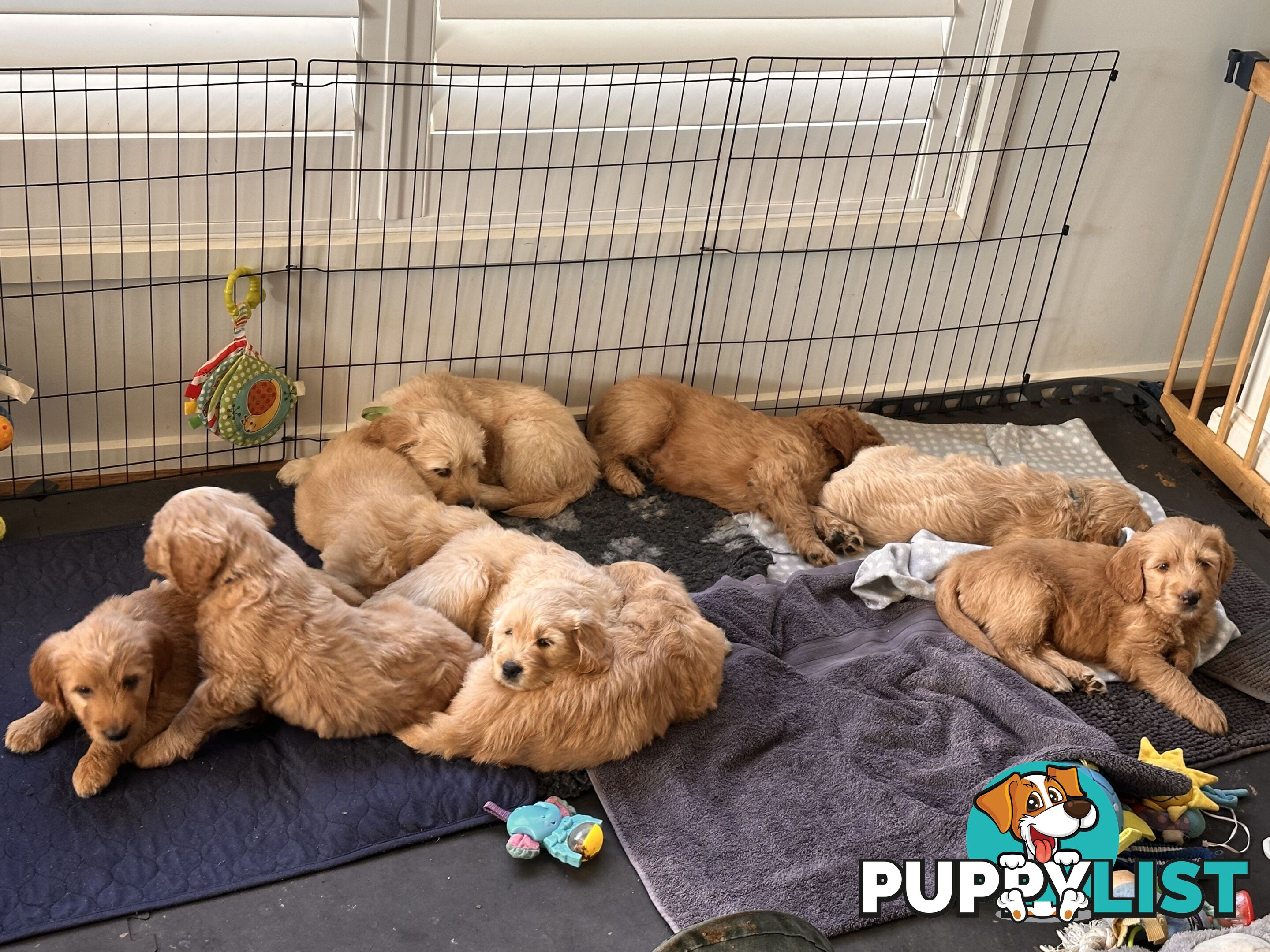 Beautiful Groodle Pups for sale. 4XBoys. 2XGirls