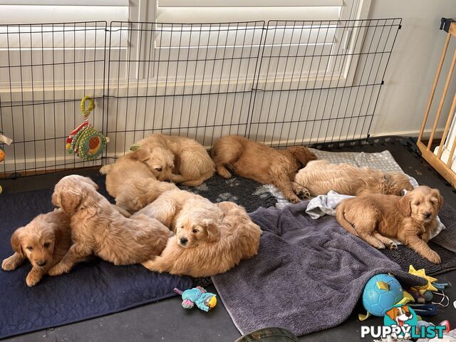 Beautiful Groodle Pups for sale. 4XBoys. 2XGirls