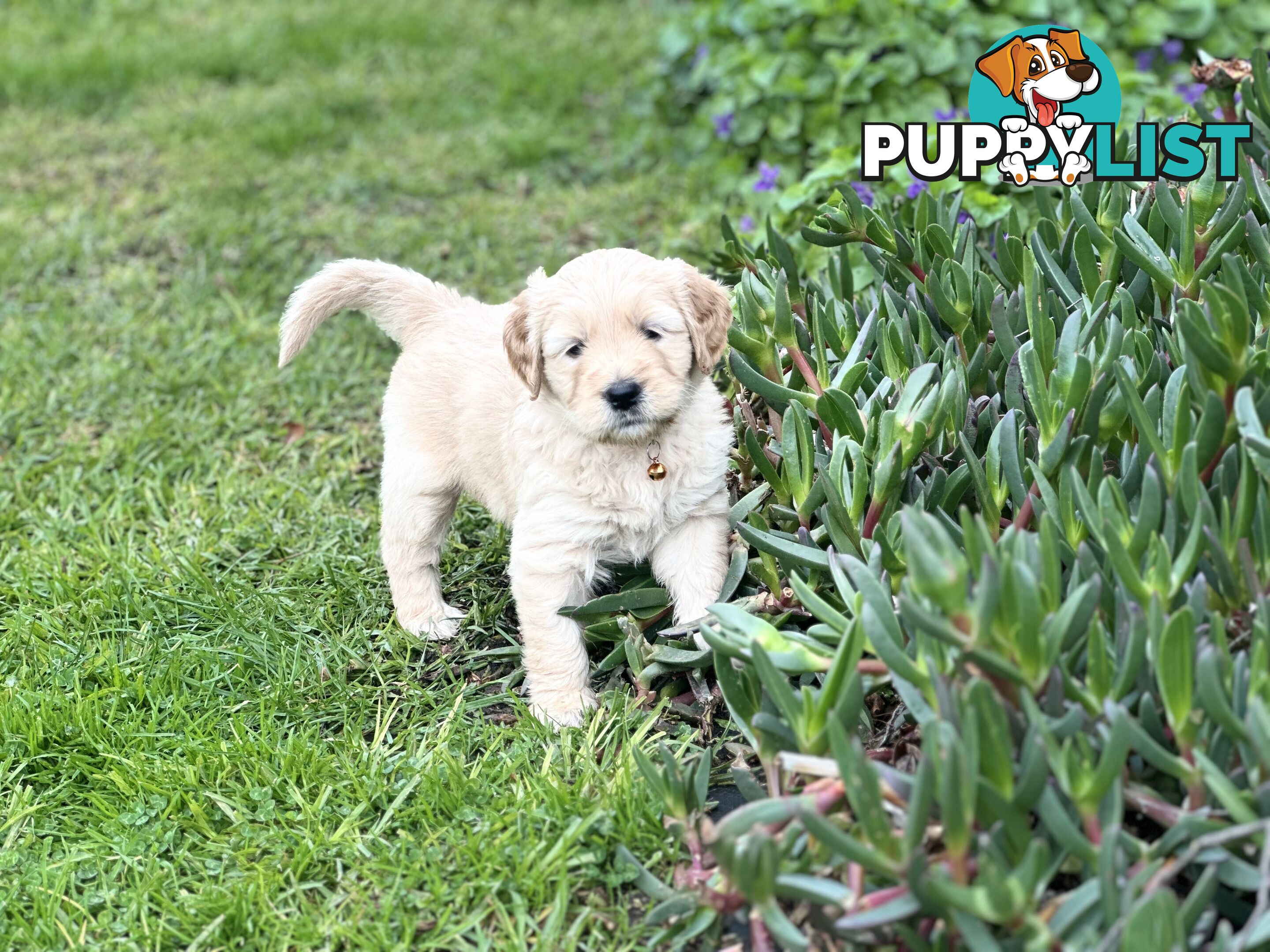 Beautiful Groodle Pups for sale. 4XBoys. 2XGirls