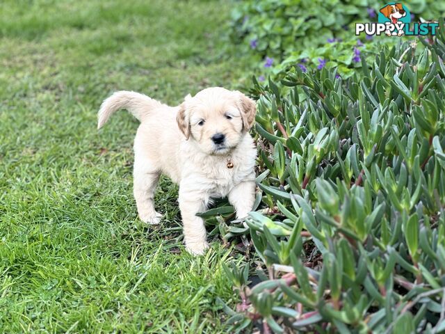Beautiful Groodle Pups for sale. 4XBoys. 2XGirls