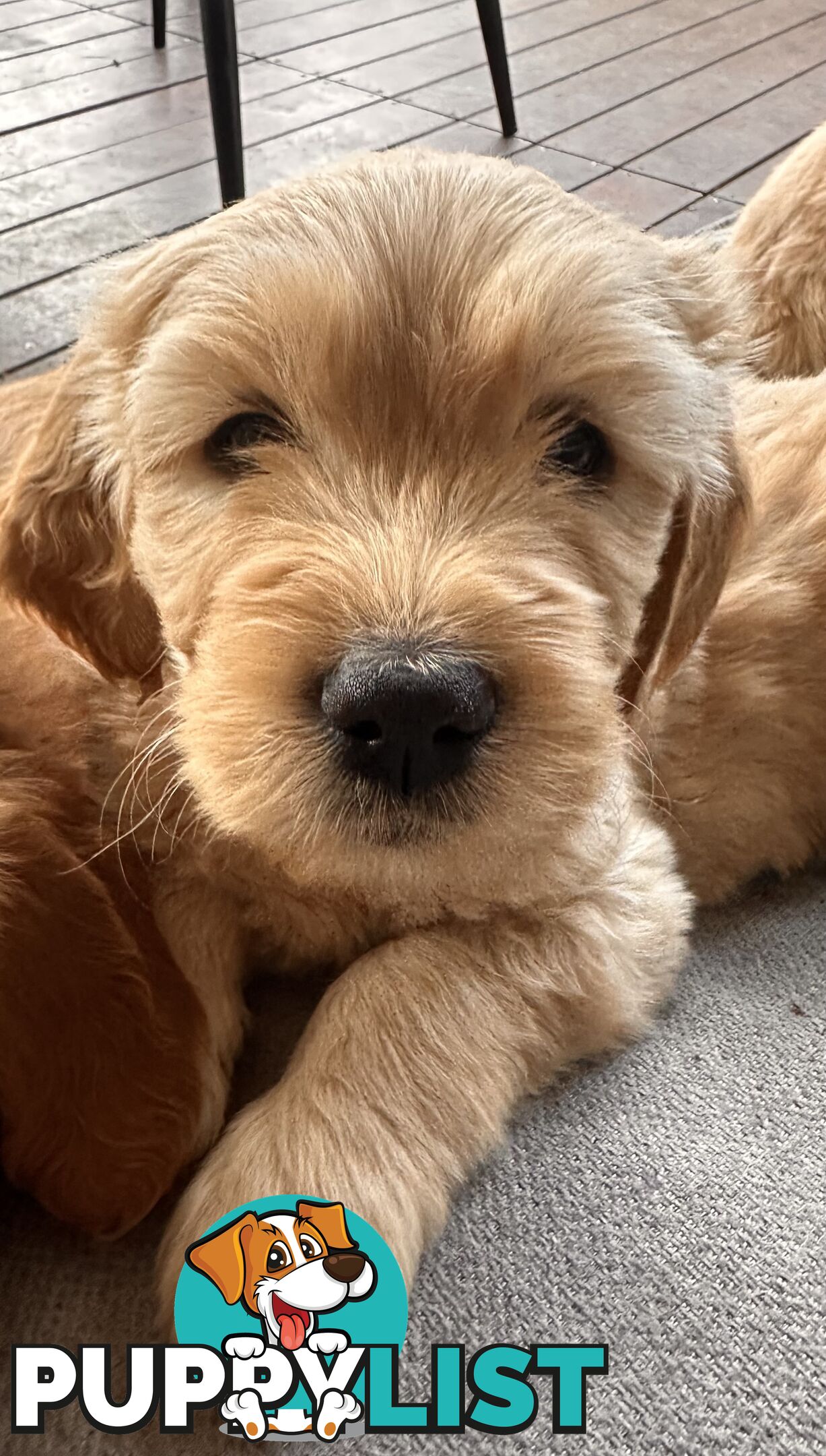 Beautiful Groodle Pups for sale. 4XBoys. 2XGirls