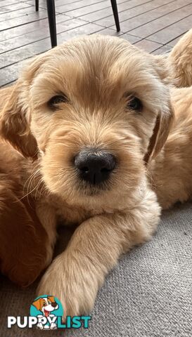 Beautiful Groodle Pups for sale. 4XBoys. 2XGirls