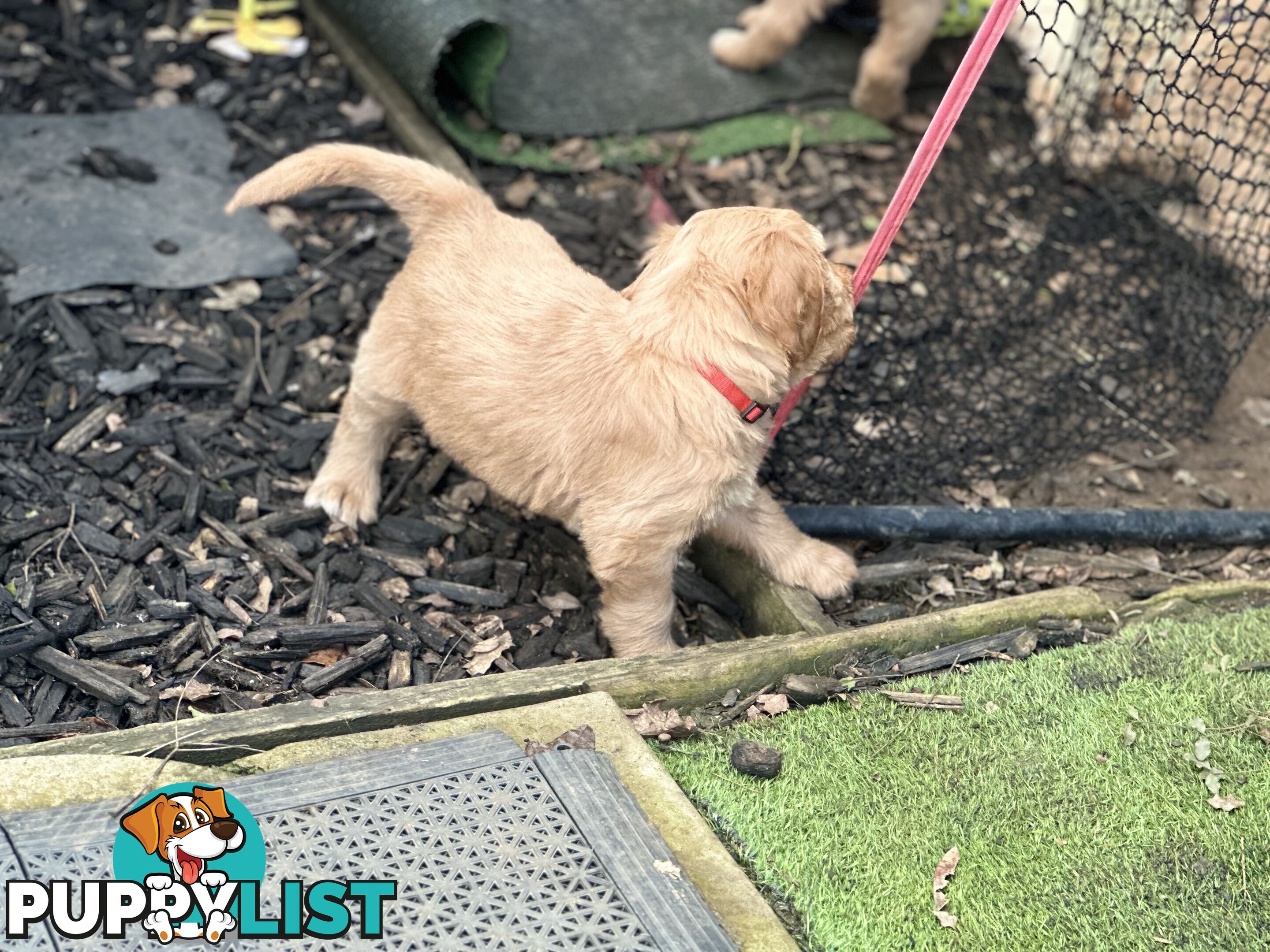 Beautiful Groodle Pups for sale. 4XBoys. 2XGirls