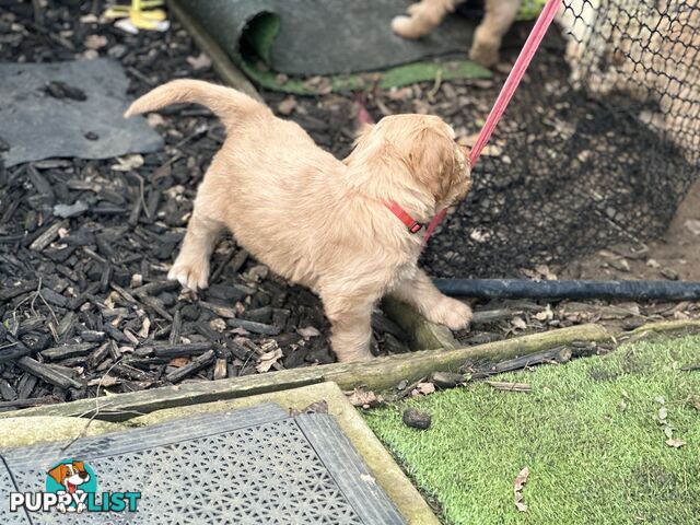 Beautiful Groodle Pups for sale. 4XBoys. 2XGirls