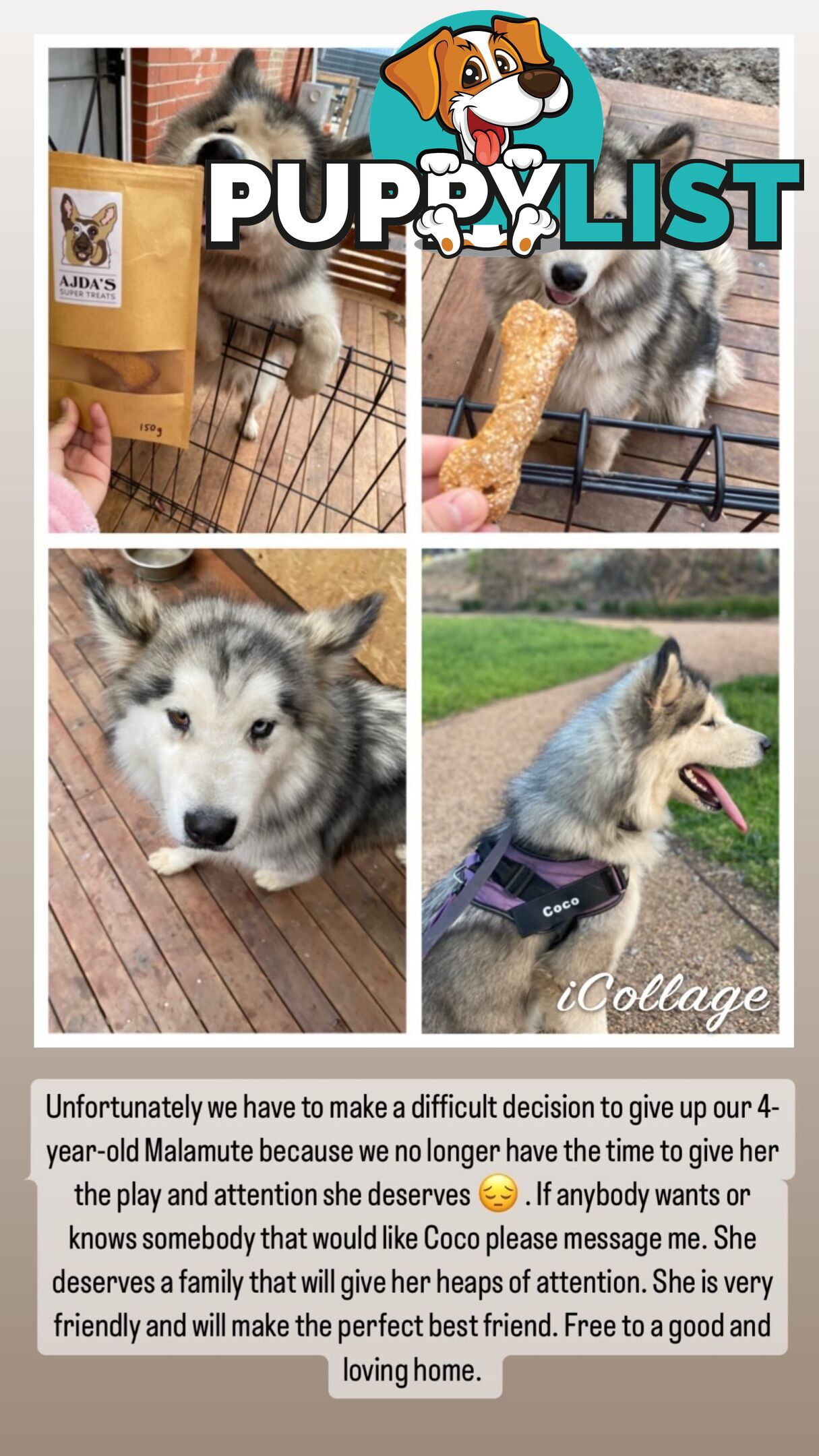 Loving Alaskan Malamute Looking For A Forever Home