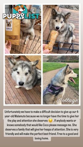 Loving Alaskan Malamute Looking For A Forever Home