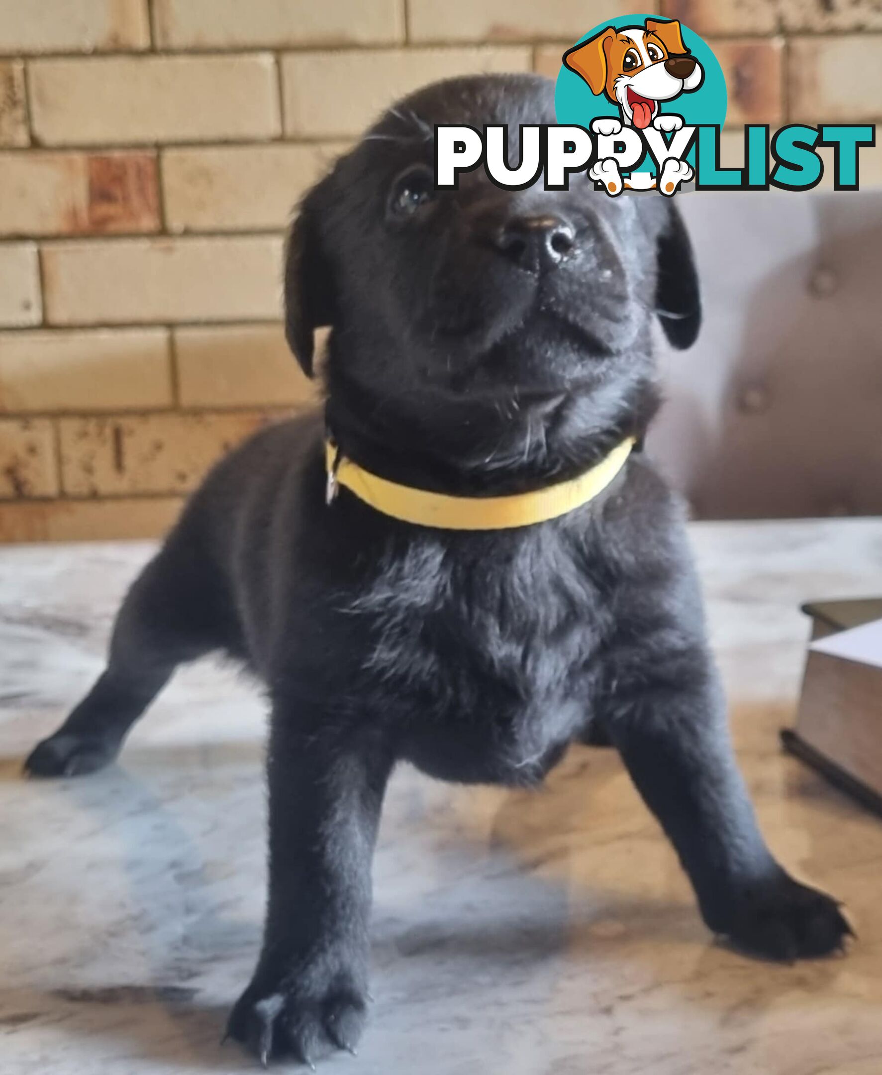 Pure Bred Labrador
