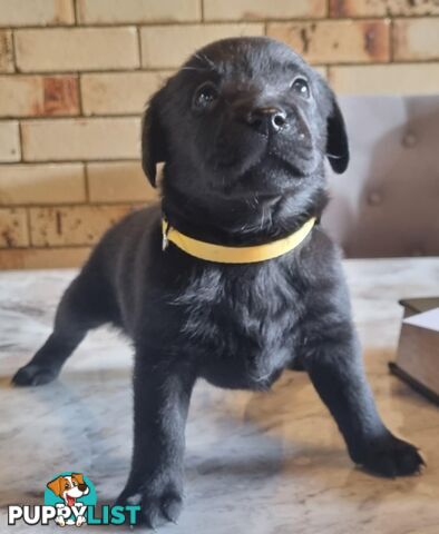 Pure Bred Labrador