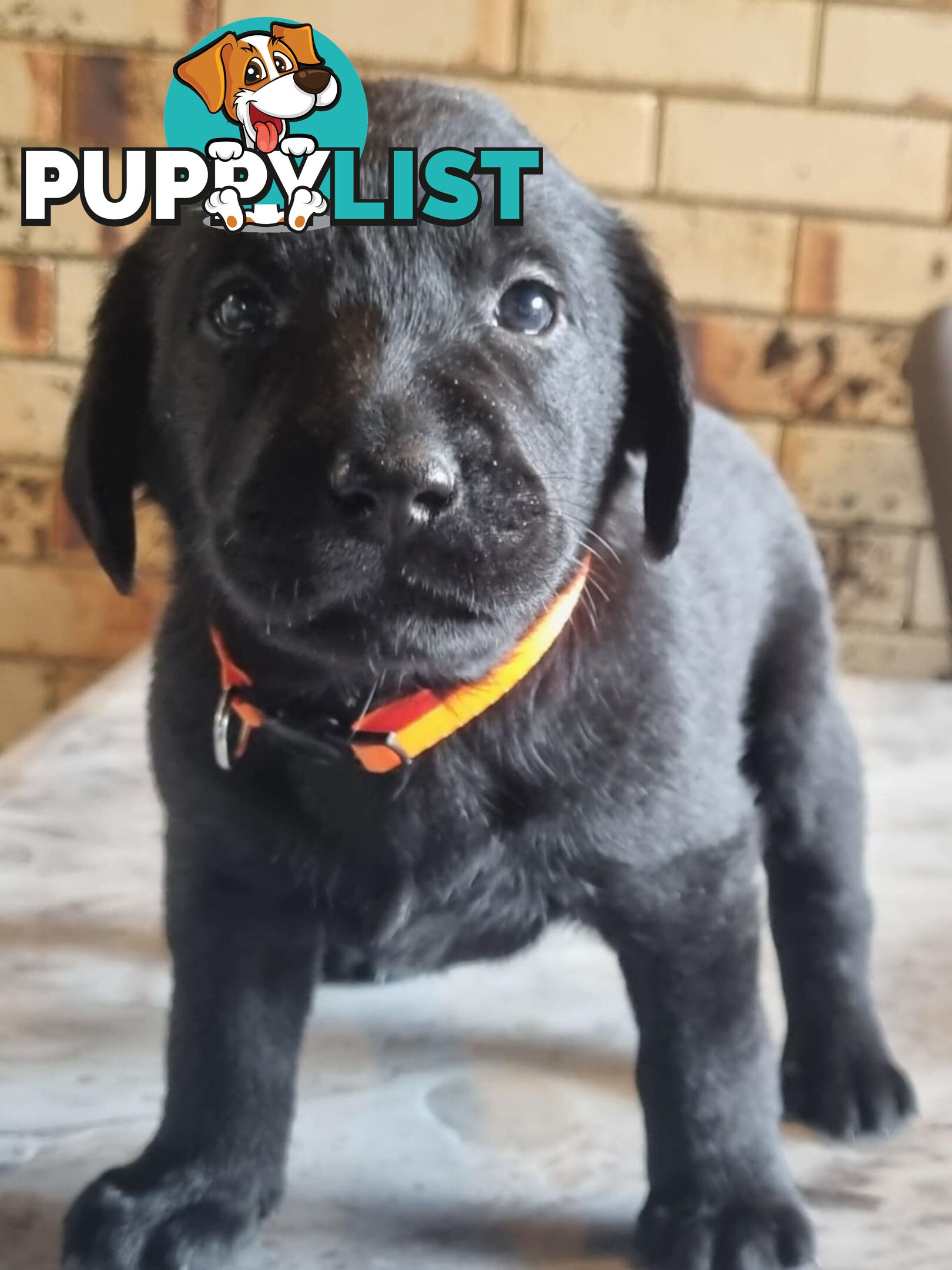 Pure Bred Labrador