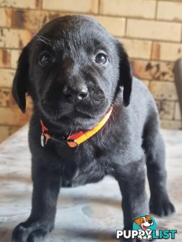 Pure Bred Labrador
