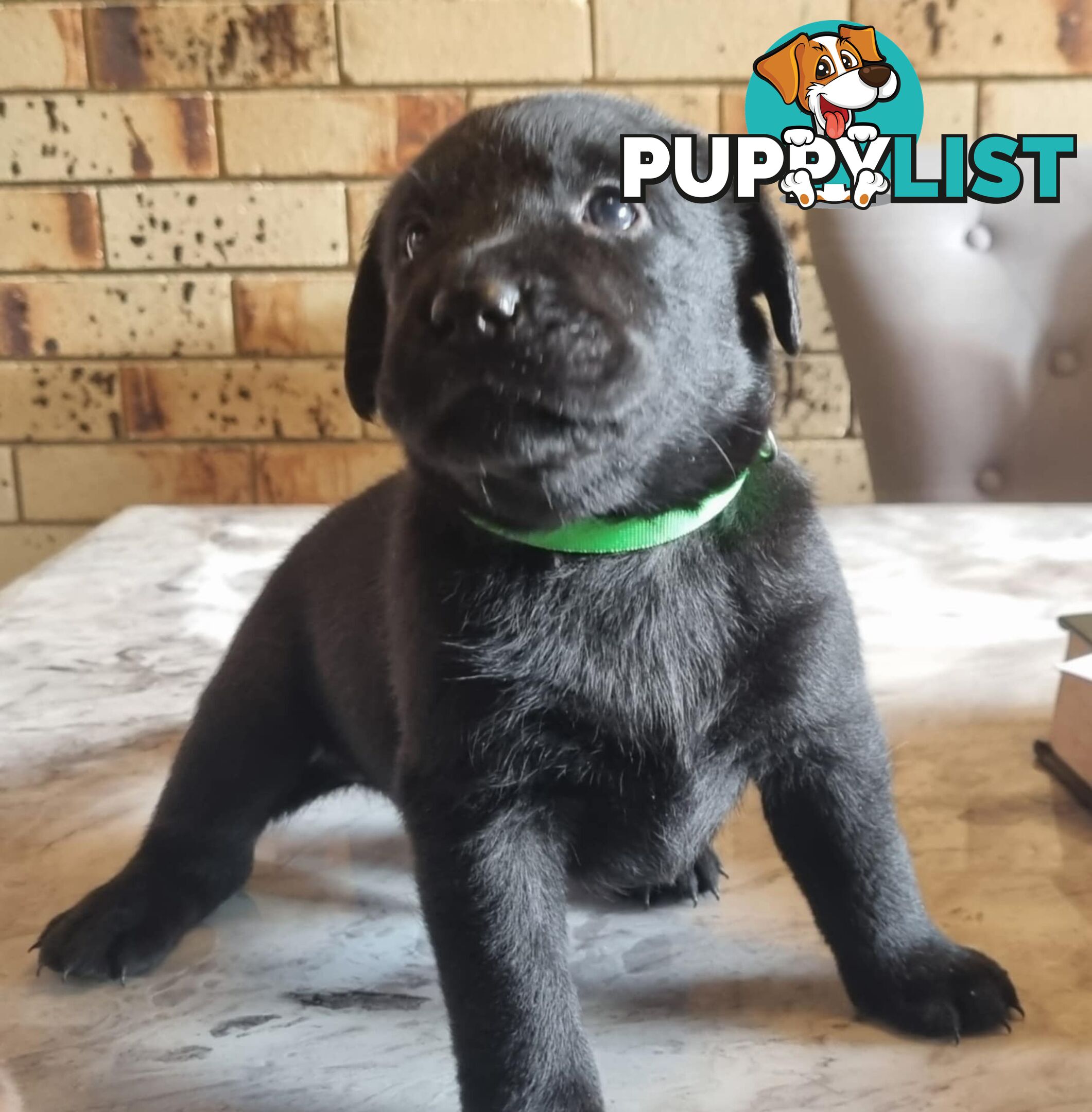 Pure Bred Labrador