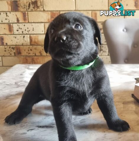 Pure Bred Labrador