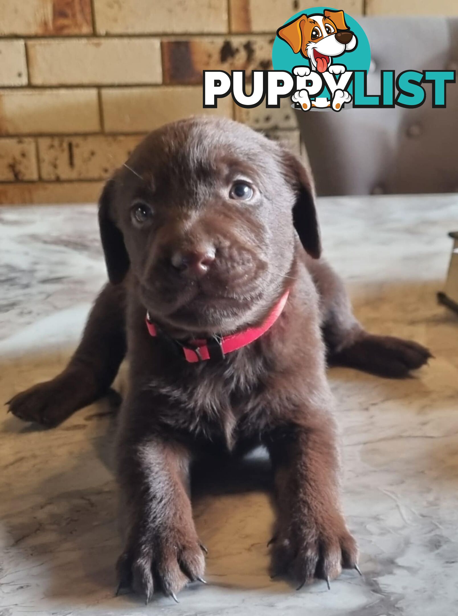 Pure Bred Labrador