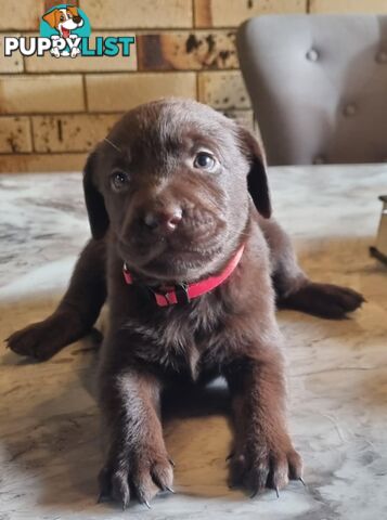 Pure Bred Labrador
