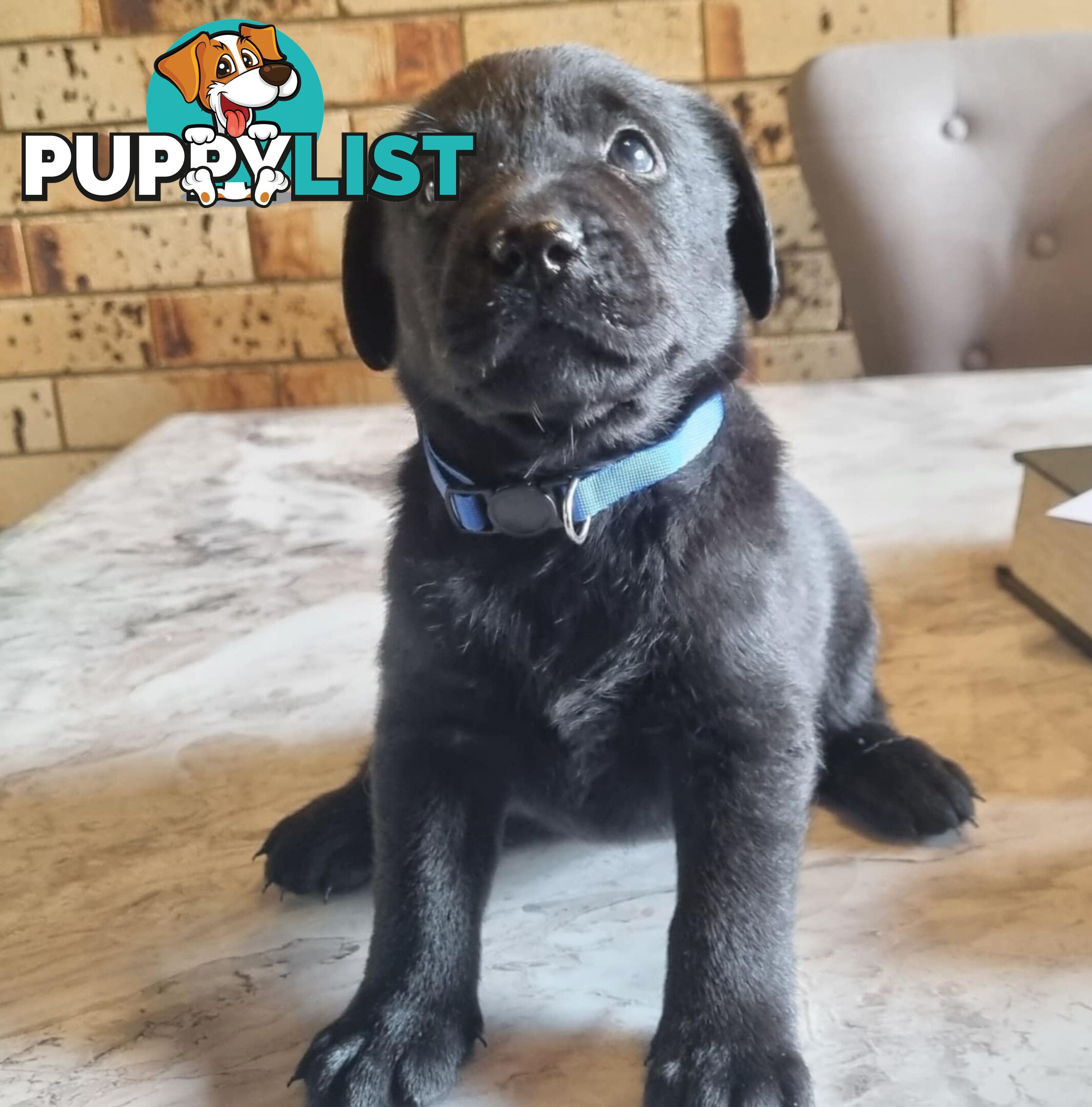 Pure Bred Labrador