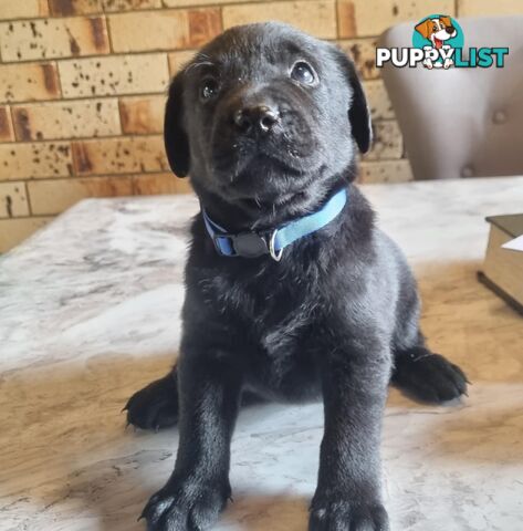 Pure Bred Labrador