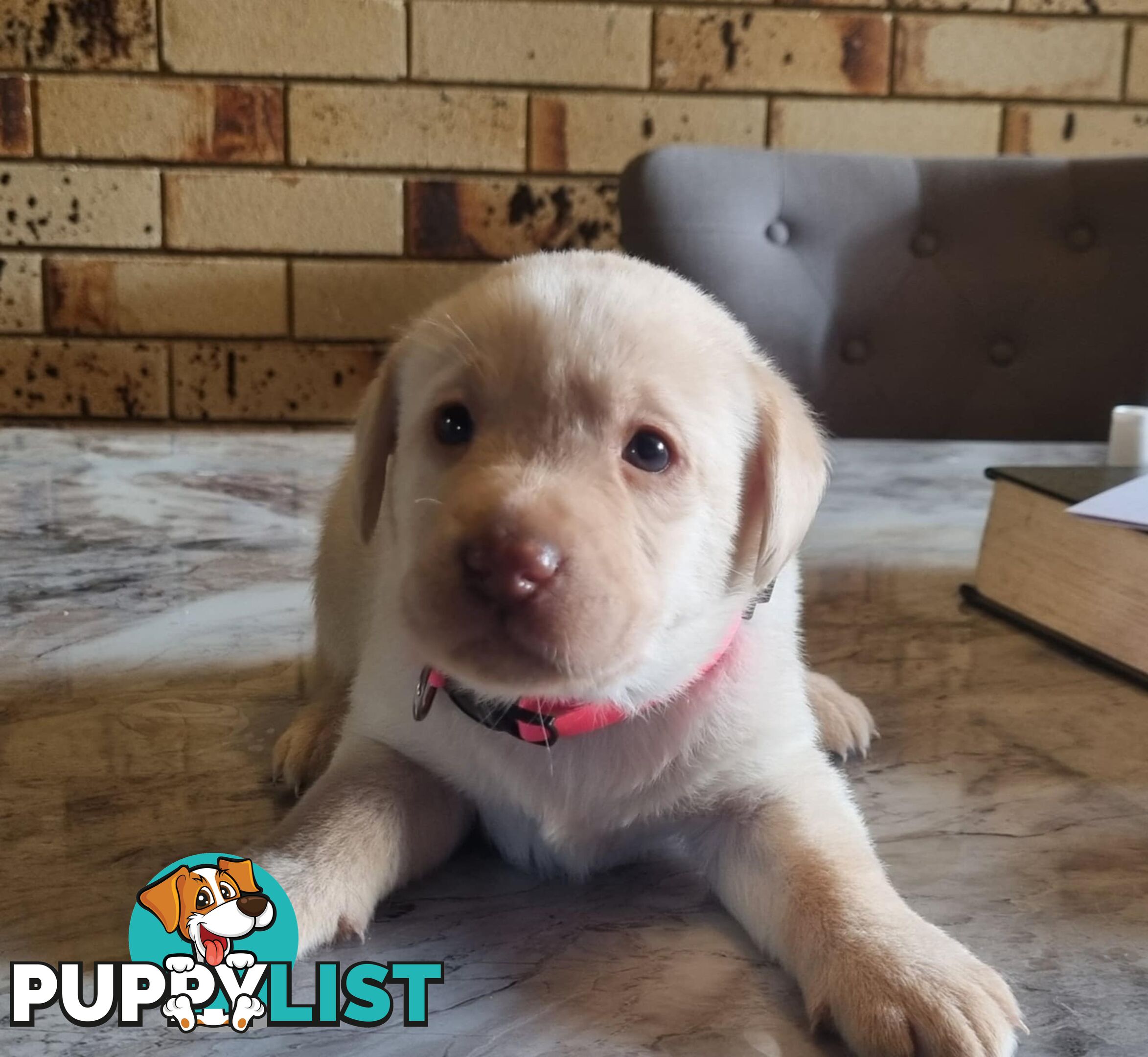 Pure Bred Labrador