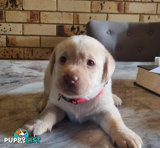 Pure Bred Labrador