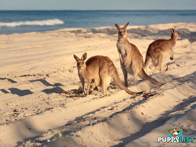 Lot 316 Emilia Close BANKSIA BEACH QLD 4507