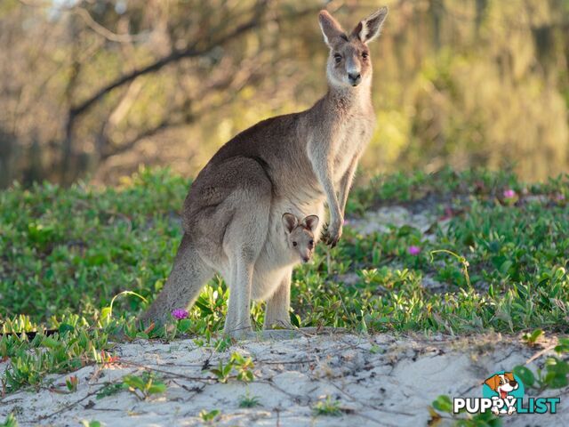 Lot 316 Emilia Close BANKSIA BEACH QLD 4507