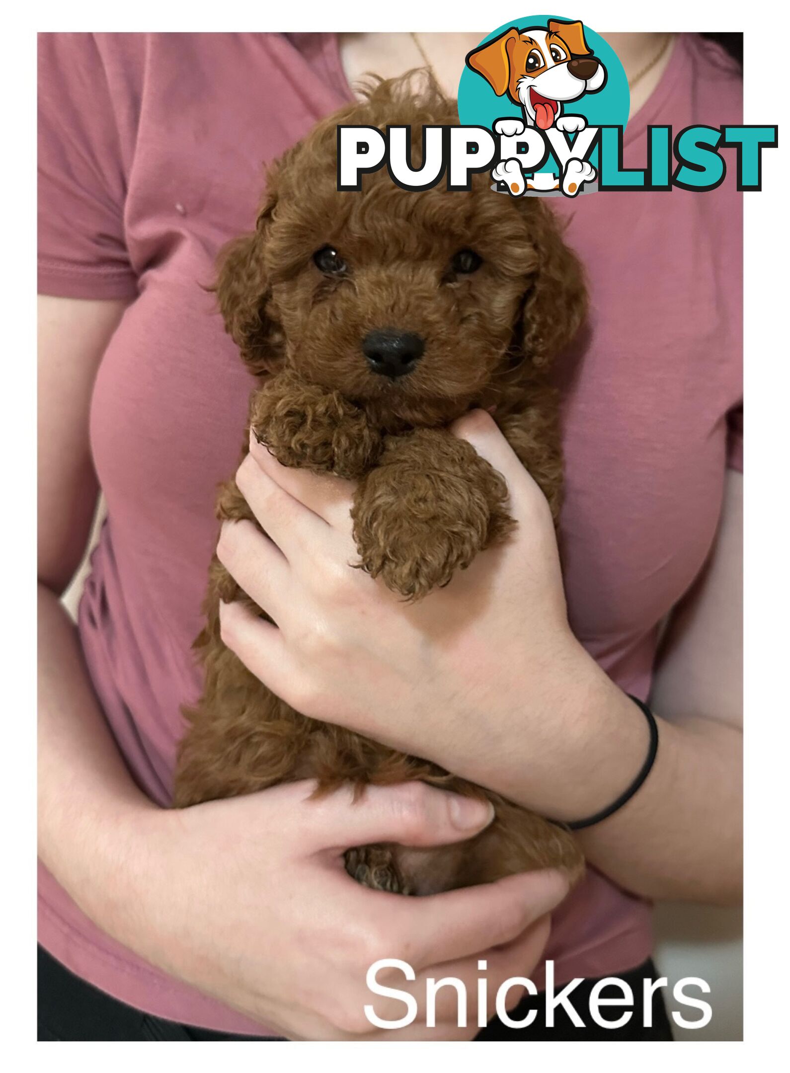 ✨ Cavoodle Puppies Ready for Their Forever Homes ✨