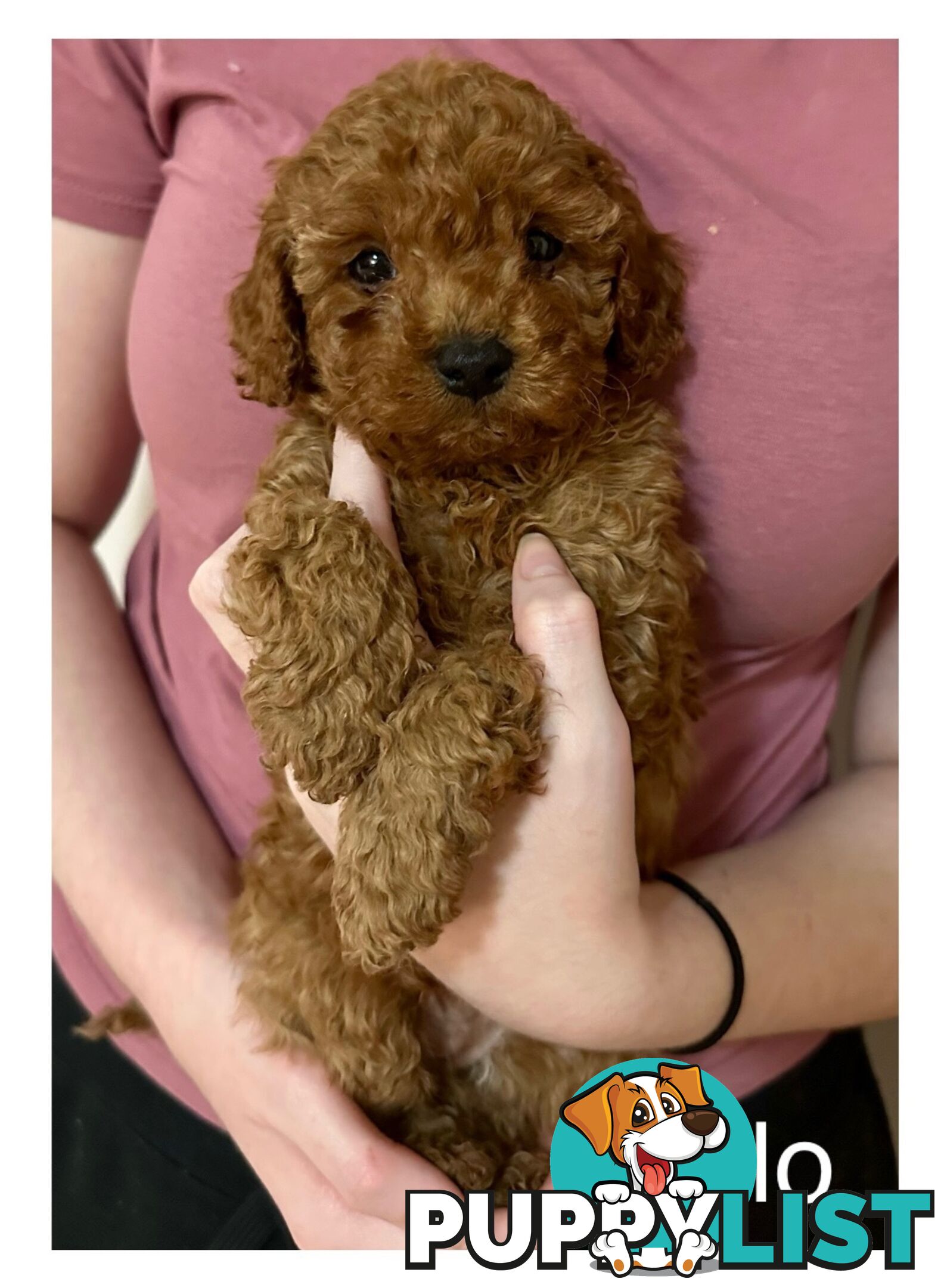 ✨ Cavoodle Puppies Ready for Their Forever Homes ✨