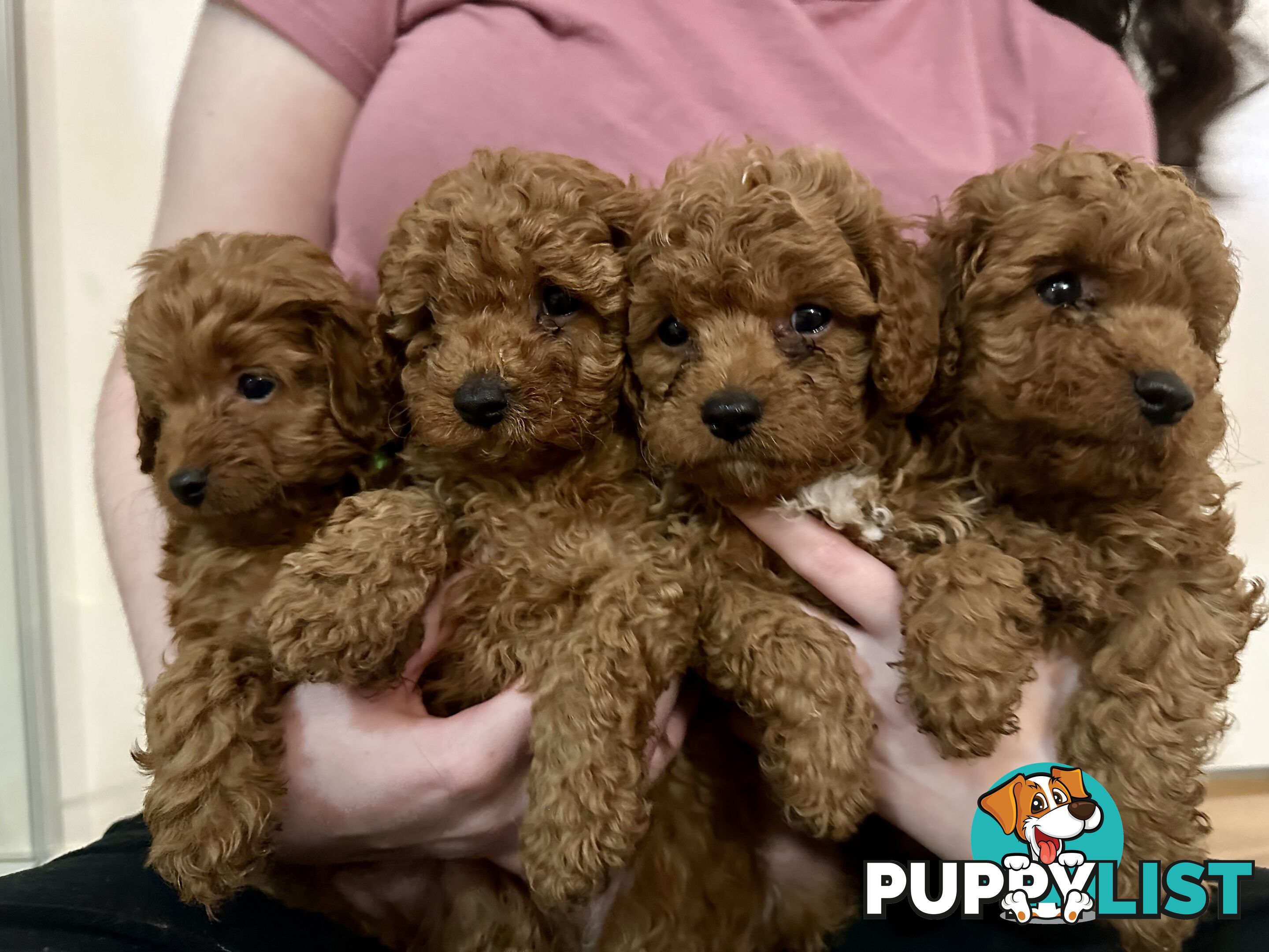 ✨ Cavoodle Puppies Ready for Their Forever Homes ✨