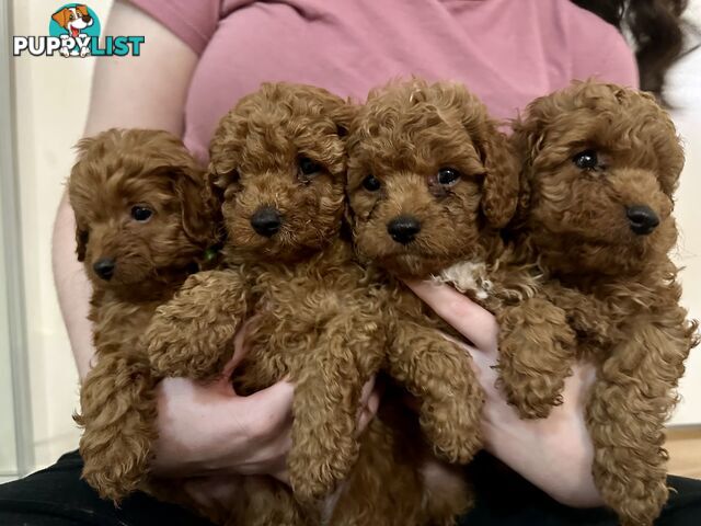 ✨ Cavoodle Puppies Ready for Their Forever Homes ✨