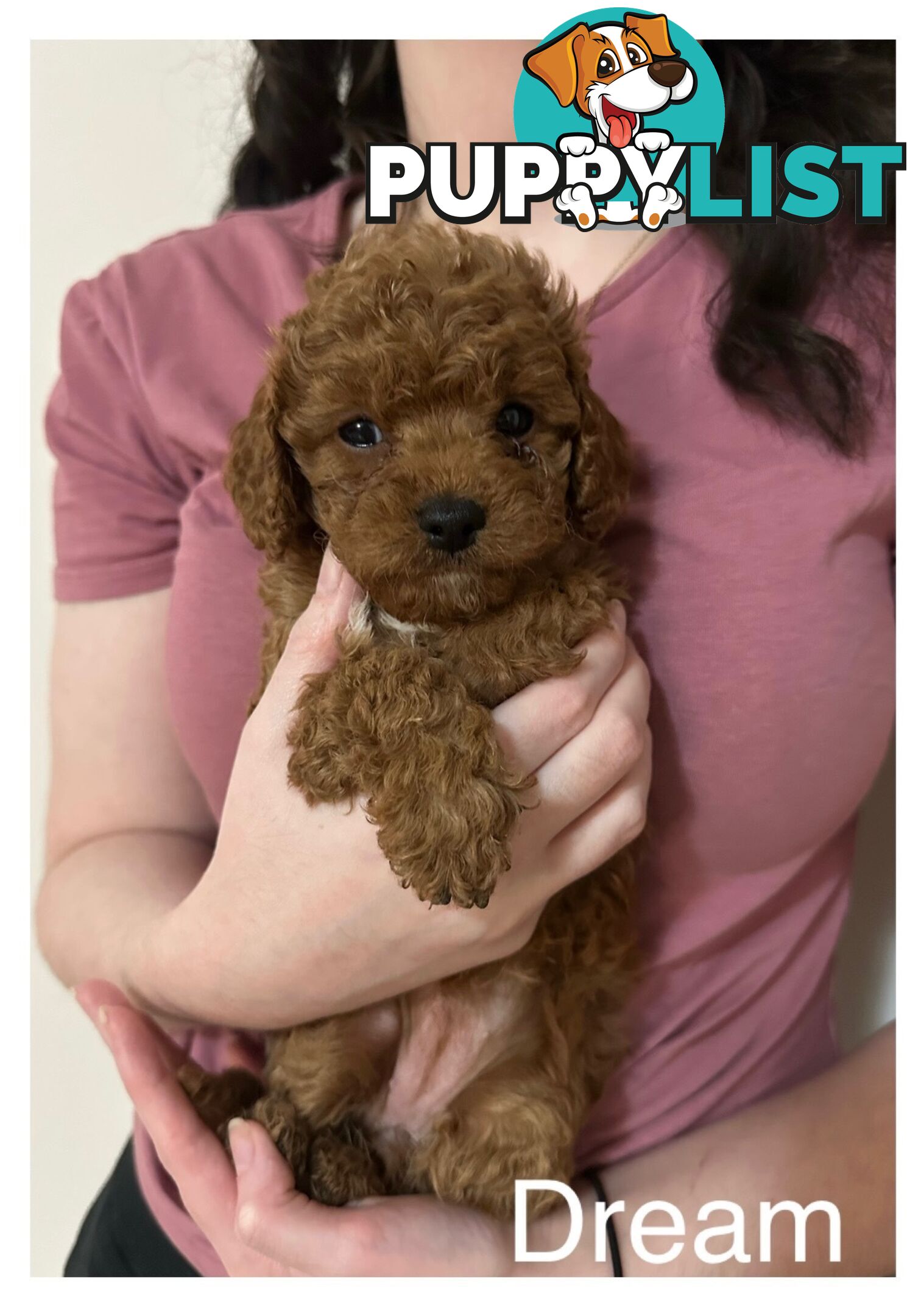✨ Cavoodle Puppies Ready for Their Forever Homes ✨