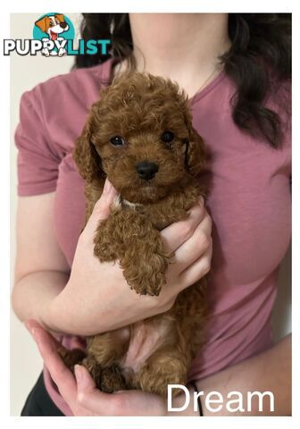 ✨ Cavoodle Puppies Ready for Their Forever Homes ✨